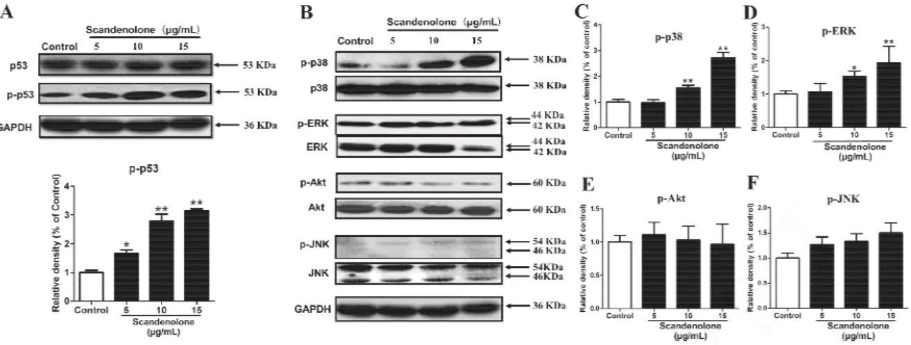 Fig. 6. Evaluation of scandenolone on the MAPKs signaling transduction pathway. MCF-7 cells were treated  with scandenolone for 24 h, and the target proteins were measured by western blot