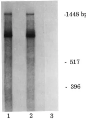 FIGURE 1.-Comparison synthesis of liver GUS among mice of the at least three pools of livers in types and their those for C57BL/6J-[GusJb those for [CusIh haplotype (C3H/HeJ strain) mice, and triangles for mice of the levels and relative rates of synthesis