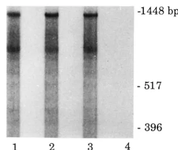 FIGURE 3.-Comparison described in to Congenic strains among  congenic strains haplotypes, and their [Gus]") RNAs of levels of GUS liver transcripts of mice representing the [Gus]" and [Gus]* FI progeny