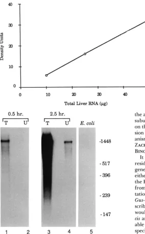 FIGURE 4.-Nuclease ning densitometry and plotted as arbitrary density to protect the 1.5-kb Serial dilutions of total liver  RNA from mice sense RNA by increasing scribed in A/J strain units ing the protected  fragment were measured by scan- intensities of
