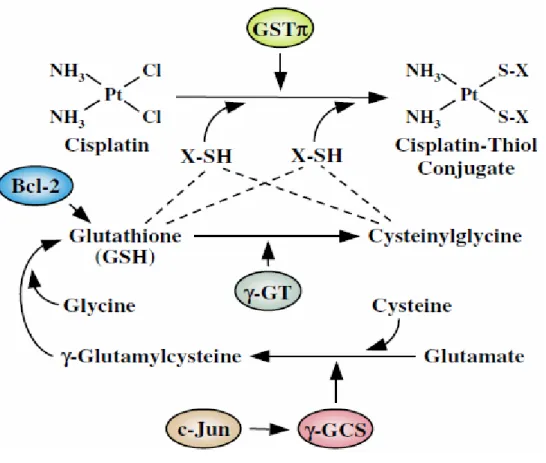 Figure 1.8: Schematic representation of the pathways involved in inactivation of cisplatin  