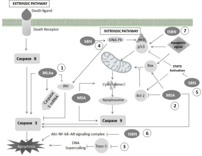 Figure 1.11: Cellular signalling mechanism relating to anticancer attributes of  phytochemicals 