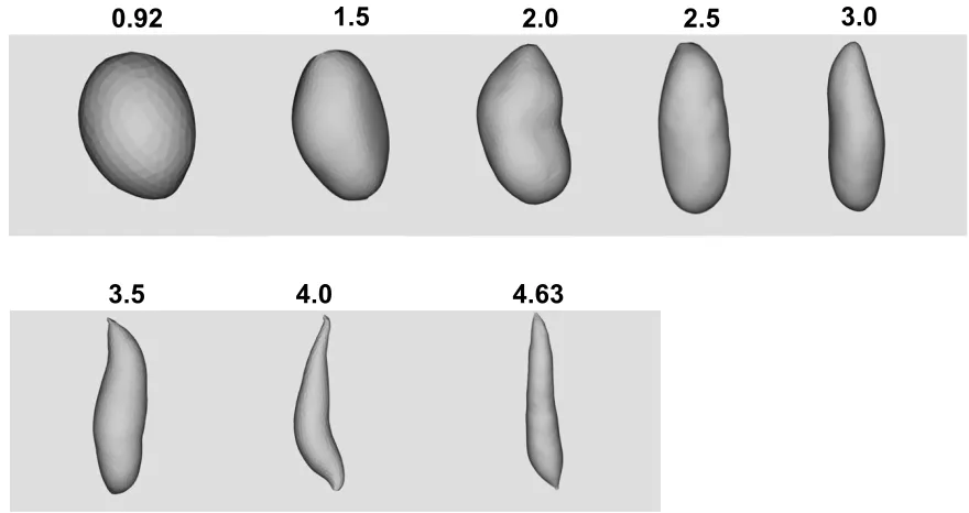 Figure 12: Example of Length-to-Width Values with Images of Individual Sweetpotatoes