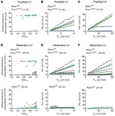 Figure 4. Specific induced loss of RASA1 within LECs results in dysfunction of popliteal and mesenteric LV valves