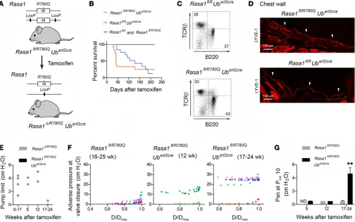 Figure 6. Adult mice that are genetically altered to express an R780Q catalytically inactive form of RASA1 alone develop chylothorax, LV hyperplasia, and LV valve dysfunction