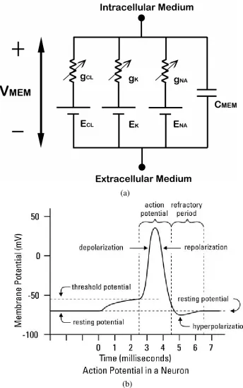 Fig. 2.2. (a) Neuron Model (b) Response of neuron to a stimulus [3] 