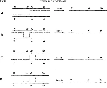 FIGURE 1.-Theoretical zygotes on the multiple-exchange hypothesis. According nations for marker loci among the alpha strands are functions additional exchanges (secondary events) within the effectively paired region