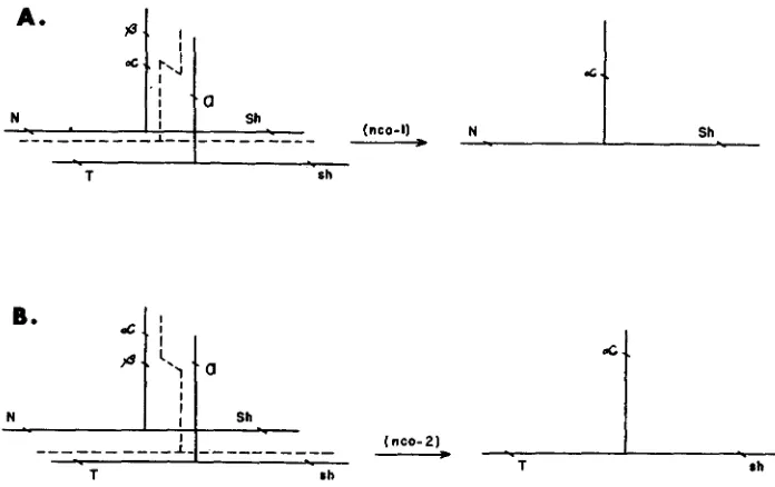 FIGURE 3.-Diagrammatic models shown here differ in regard to sequence also omitted. side-chain hypothesis, with alpha and beta members occupying the same side chain