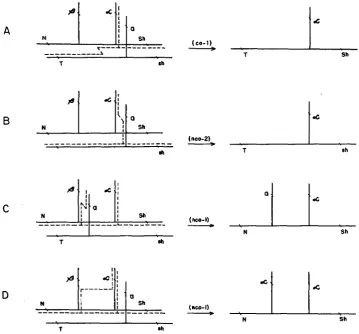 FIGURE 4.-Schematic hypothesis, with beta and alpha in adjacent side branches. Alpha isolation may occur by primary shown here, and only one the event in the backbone representation of the Ab-P/a heterozygote on the modified side-chain (A), or at the side-