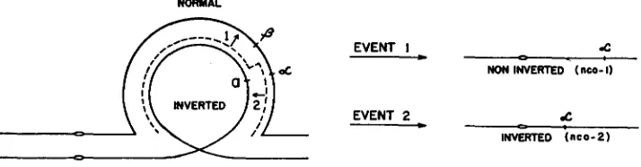 FIGURE 5.-Pairing with the illustrated with arrows. is short, events 1 and primary event which isolates alpha is illustrated by the dashed strand, and additional exchanges plicity the exchanges are diagrammed as copy choice events but the predictions are t