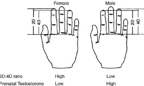 Figure B-3. A schematic representation of the determination of digit ratios. The length of the second digit  (2D) and the fourth digit (4D) are measured from the basal crease of the digit to the soft tissue tip
