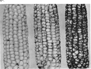 FIGURE 1 gous marbled sublines in the same .-The diversity of marbled phenotypes. The ears represent three different homozy- W22 inbred background