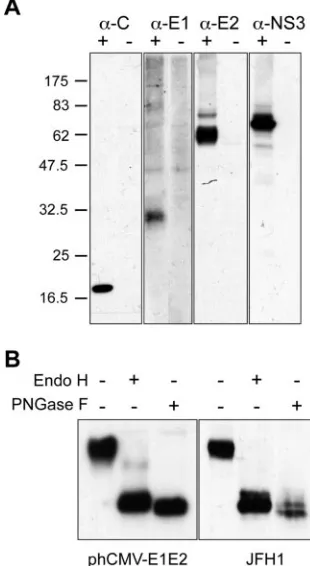 FIG. 1. Expression of HCV proteins in HCV-infected cells. (A) Anal-ysis of the expression of HCV proteins C, E1, E2, and NS3 by Western