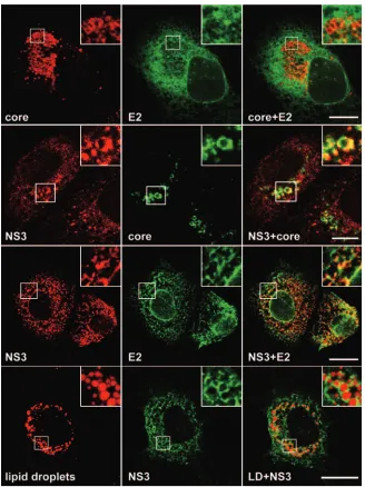 FIG. 5. Relative intracellular localization of HCV proteins C, E2, and NS3 analyzed by confocal immunoﬂuorescence