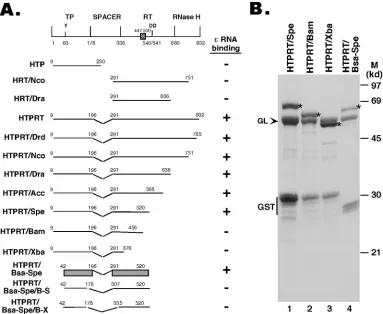 FIG. 1. Expression of HBV RT truncation and deletion mutants. (A) Schematic diagram of the HBV RT proteins and domains expressed.Shown on the top is the domain structure of the HBV RT, with the primer tyrosine (Y63) and the double aspartate (D540/D541) in the RT active