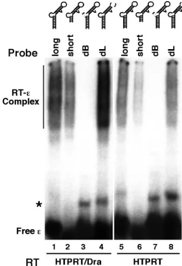 FIG. 3. In vitro binding of HBV RT proteins to εare schematized in the secondary-structure model
