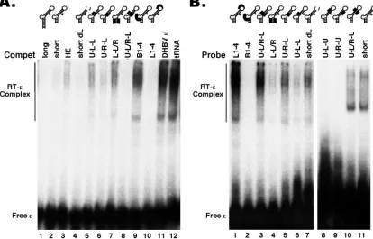 FIG. 4. Binding of HBV RT to εtested. HE is a 190-nt-long HBV RNA, encompassing DR1 5the presence of the indicated unlabeled RNA competitors (Compet)