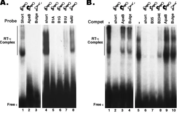 FIG. 5. Binding of HBV RT to ε5 to 8), or B35 (lanes 9 to 12)indicated, unlabeled RNAs (in 100-fold molar excess of the labeledRNAs) were added to the binding reaction mixtures as competitors(Compet)