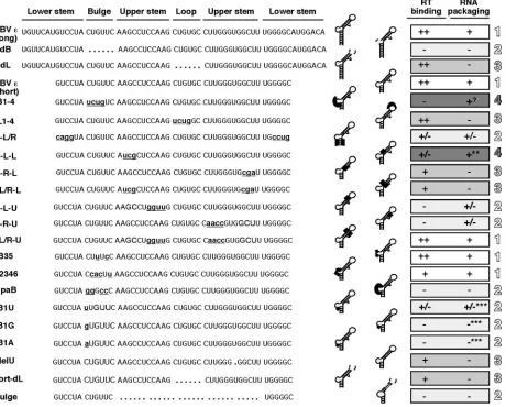 FIG. 7. Summary of RT binding activities of HBV εthe lower-stem, bulge, upper-stem, and loop structural elements indicated