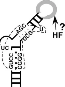 FIG. 8. Model of HBV εCritical sequences for RT binding (bounded by the dotted line) centeraround the internal bulge, including the ﬁrst two nucleotides of thebulge, the upper portion of the lower stem, and the lower portion ofthe upper stem