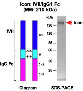 Figure 1. Diagram and molecular weight of the Icon (factor VII/IgG1 Fc) for cancer immunotherapy