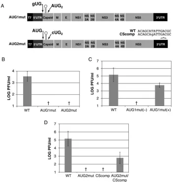FIG. 8. Both the ﬁrst and second AUGs of capsid play a role in the viral life cycle. In vitro-transcribed IC RNAs were transfected into Hep3Band C6/36 cell monolayers, and viral replication was assessed at 72 h by plaque assay