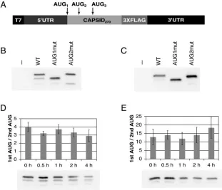 FIG. 1. Translation of DENV2 capsid initiates from multiple AUGs. RNAs consisting of the DENV2 5�gene, a 3XFLAG epitope, and the DENV2 3RNA constructs
