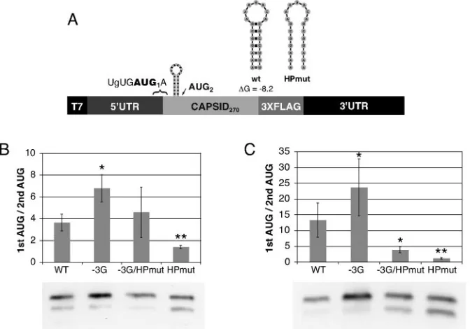 FIG. 4. Comparison of ﬁrst start codon selection by DENV2 cHP to selection by improved start codon context