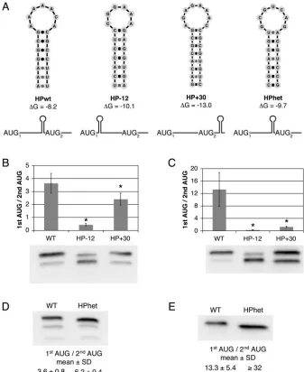 FIG. 5. The DENV2 cHP directs start codon selection via a position-dependent, sequence-independent mechanism