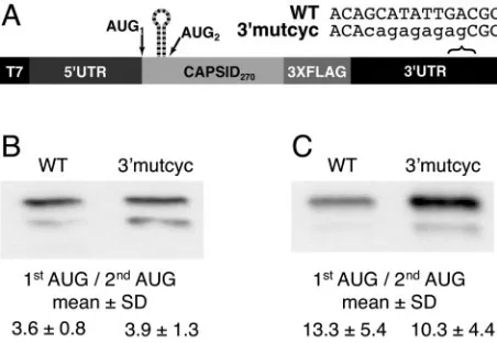 FIG. 6. 5�codon selection. (A) Schematic diagram of constructs used to test theimpact of potential 5(B) Anti-FLAG immunoblot of C-FLAG-transfected Hep3B cells at4 h posttransfection