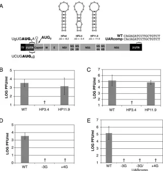 FIG. 7. The cHP is required for efﬁcient DENV2 replication. In vitro-transcribed IC RNAs were transfected into Hep3B and C6/36 cellmonolayers, and viral replication was assessed after 72 h by plaque assay