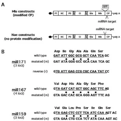 FIG. 1. PPV chimeras bearing miRNA target sequences. (A) Sche-matic representation of full-length PPV cDNA clones used to clone