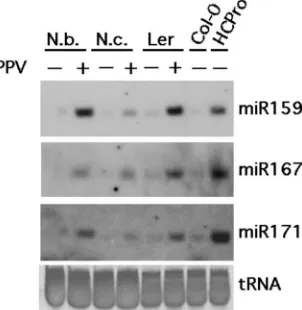 TABLE 4. Infectivity of PPV chimeras bearing miRNA targetsequences in A. thaliana transgenic plants expressingP1/HCPro from TuMV