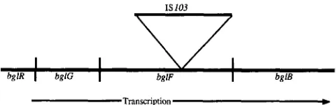 FIGURE 1.-Structure inserted of the bgl operon in strain ~ 3 4 2 .  IS103 is into the bglF gene