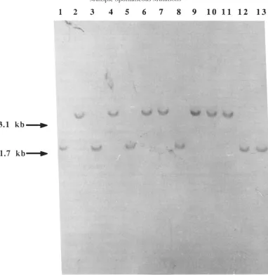 FIGURE 3,"Excision  of papillae on MacConkey salicin medium).  Lane  12: resed,  transferred MacConkey salicin medium)