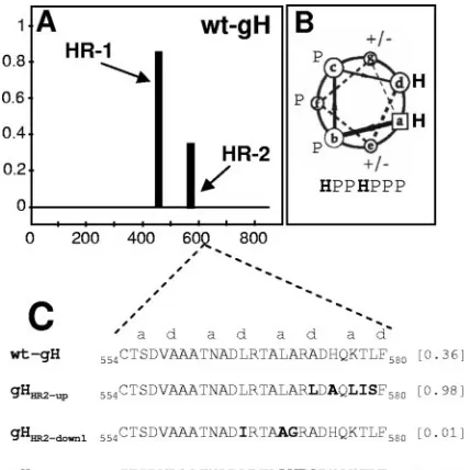FIG. 1. (A) Bioinformatic prediction of HR motifs in HSV-1 gHperformed by means of Lupas algorithm (30, 31), as reported in ref-