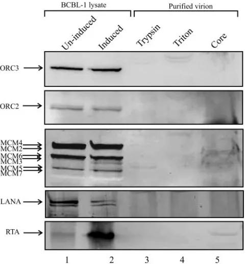 FIG. 8. ORCs and MCMs were not detectable in puriﬁed KSHVvirions. Virions produced from 500 million BCBL-1 cells were concen-