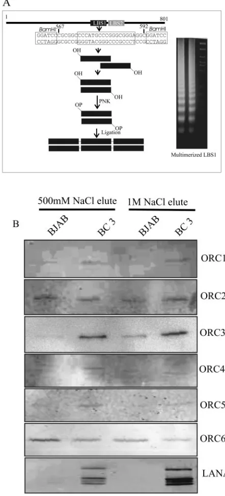 FIG. 1. DNA afﬁnity column of LANA binding sequence. A: CoreLANA binding sequence (LBS, italics and underlined) along with addi-