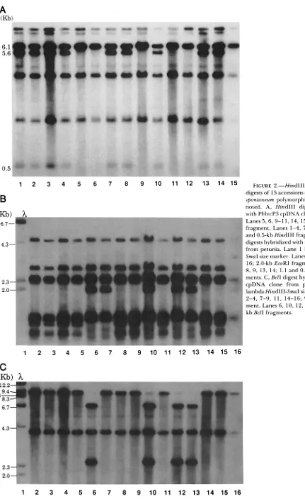 FIGURE 2.-HindIII, digests of 15 accessions of 
