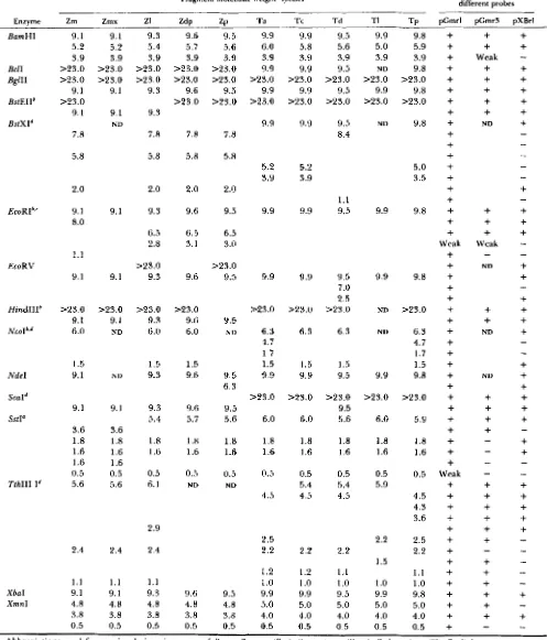 TABLE 1 DNA  fragments containing rDNA repeat units 