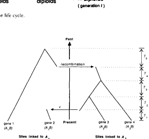 FIGURE 1 .-The 