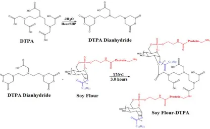 Figure 3.1.1. A suggested esterification route for soy flour and DTPA. 