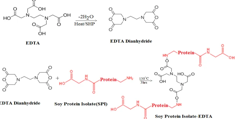 Figure 3.2.1. Esterification reaction of soy protein isolate with EDTA. 