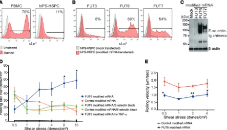 Figure 2. FUT6 modified mRNA–mediated glycoengineering enhances tethering and rolling of hiPS-HSPCs on endothelial cells under shear conditions
