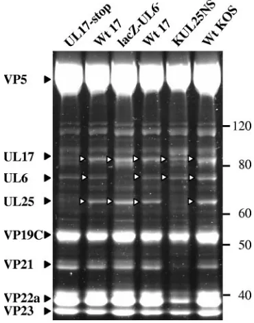 FIG. 2. Analysis of UL6, UL17, and UL25 in wt HSV-1 strain 17, wt strain KOS, lacZ-UL6�blotting