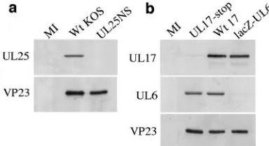 FIG. 4. Speciﬁcity of UL6, UL17, and UL25 rabbit polyclonal an-tibodies. BHK cells were infected with HSV-1 wt strain 17, wt strain