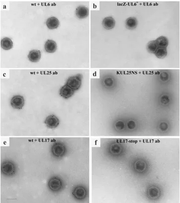 FIG. 6. Distribution of UL25, UL17, and UL6 on wt B capsids. Thepercentage of labeled wt B capsids (treated with UL25, UL17, or UL6