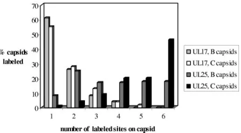 FIG. 7. Comparison of the distribution of UL25 and UL17 on wt Band C capsids. The percentage of labeled B or C wt strain 17 capsids