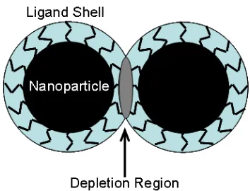 Figure 1. Schematic of an entropy-driven depletion region 