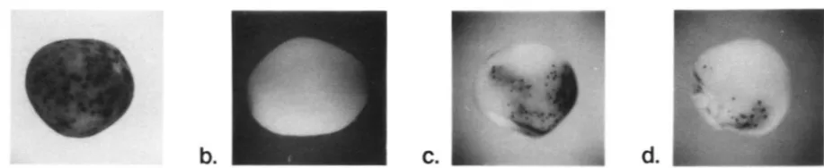 FIGURE 1 and d, an inactive .-Phenotypes of kernels having thc genetic constitution u-m2-7991; Sh/a sh2 with a ,  a fully active Spm; I,